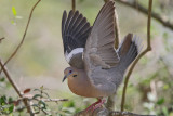 White-winged Dove