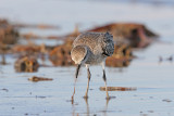 Black-bellied Plover