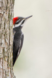 Pileated Woodpecker 