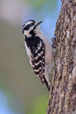 Downy Woodpecker 