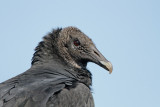 Black Vulture 