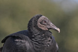 Black Vulture