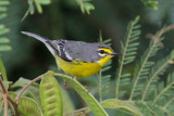 Adelaides Warbler