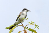 Gray Kingbird 