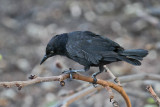 Greater Antillean Grackle