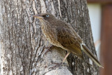 Pearly-eyed Thrasher