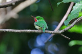 Puerto Rican Tody