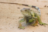 Green Iguana 