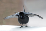 Greater Antillean Grackle