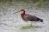 Tricolored Heron 