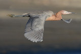 Reddish Egret 