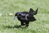 Greater Antillean Grackle 