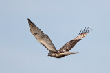 Red-tailed Hawk (Kriders) 