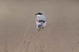 Loggerhead Shrike