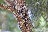 Yellow-bellied Sapsucker