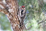 Yellow-bellied Sapsucker 