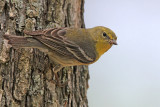 Pine Warbler