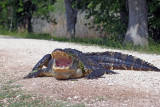 American Alligator