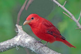 Summer Tanager