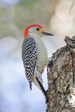 Red-bellied Woodpecker