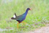 Purple Gallinule