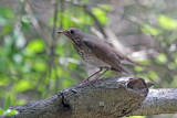 Gray-cheeked Thrush