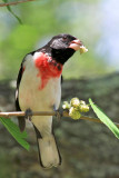 Rose-breasted Grosbeak