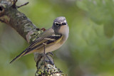 Blue-headed Vireo