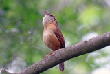 Carolina Wren