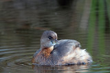 Pied-billed Grebe