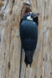 Acorn Woodpecker 