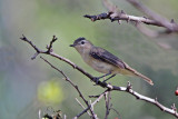 Warbling Vireo