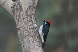 Acorn Woodpecker 