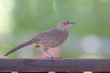 Curve-billed Thrasher