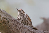 Arizona Woodpecker