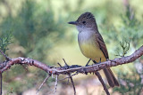 Dusty-capped Flycatcher