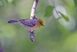 Verdin