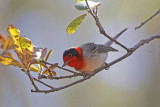 Red-faced Warbler