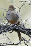 Canyon Towhee