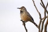 Cactus Wren