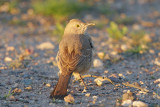 Curve-billed Thrasher