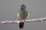 Magnificent Hummingbird