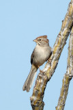 Rufous-winged Sparrow