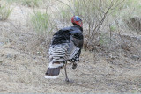 Wild Turkey