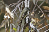 Hammonds Flycatcher