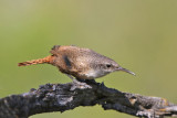 Canyon Wren 