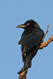 Spangled Drongo