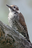 Arizona Woodpecker