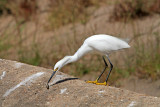 Snowy Egret 