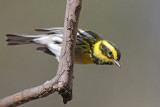 Townsend Warbler